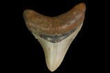Fossil Megalodon Tooth - North Carolina #147018-1